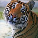 slides/IMG_7159.jpg wildlife, feline, big cat, cat, predator, fur, marking, hybrid, tiger, look, expression WBCW11 - Bengal Tiger